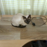 Килимки для котів і собак непромокаючі