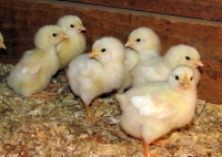 16 Килимок для тварин герметичний, непромокальний 40x47 з регулятором